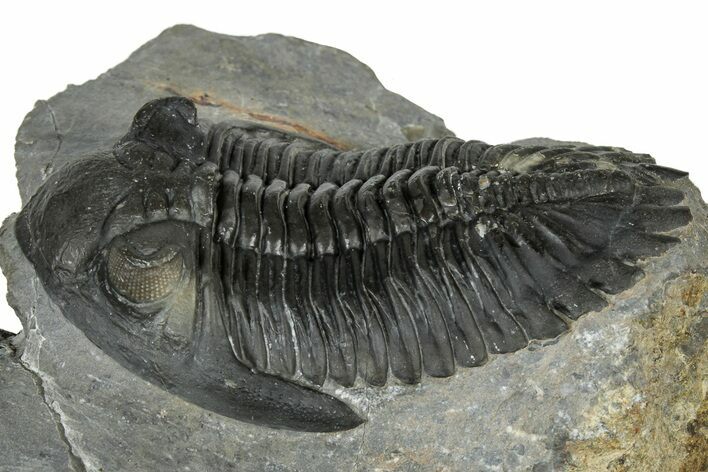 Hollardops Trilobite Fossil - Ofaten, Morocco #300553